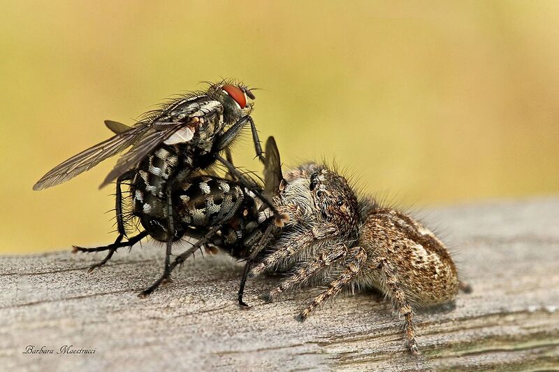 308454590_603079118121776_4058167618368915102_n